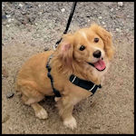 A cute dog visitor